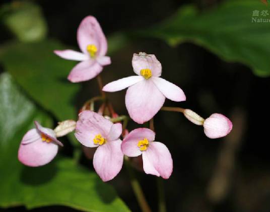一点血（秋海棠科秋海棠属植物）