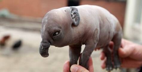 猪生象（现实版）