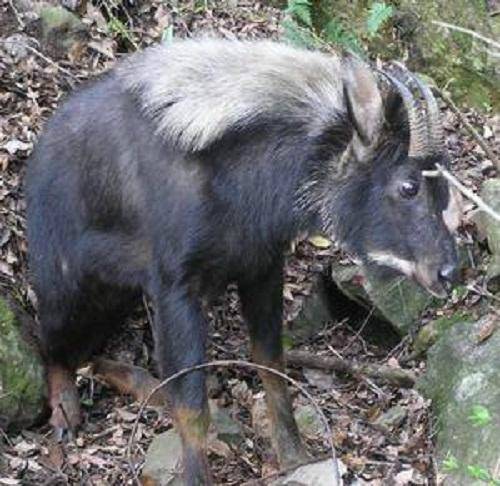 棺材兽（湖北省神农架地区民间传说的一种怪兽）