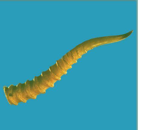 通天眼（药材）