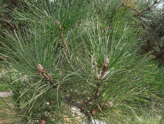 松根（中药名）