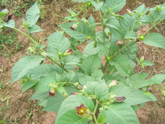 颠茄草（茄科植物）