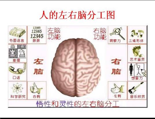 左脑思维型