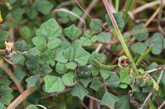 野扁豆（中药）