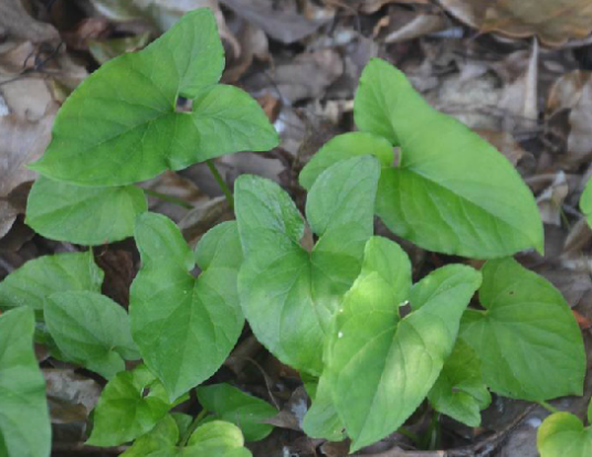 犁头尖（中药）