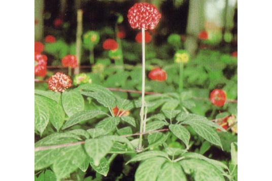 金不换（三七的别名）