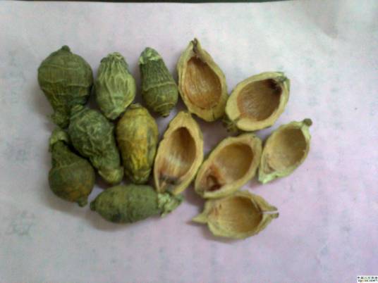 山羊血（中药材）