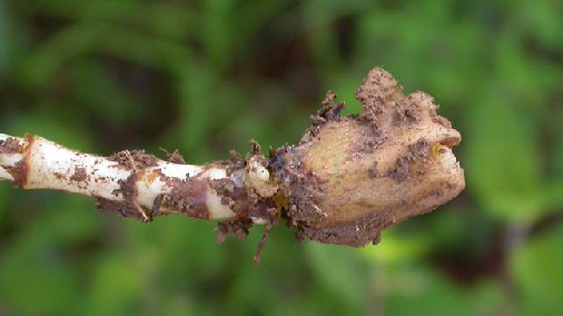 双参（中药名）