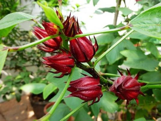 玫瑰茄（锦葵科木槿属植物）