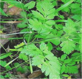 香根芹（中药名）