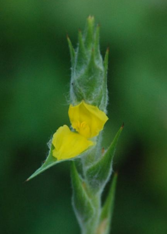 田葱（田葱科田葱属植物）