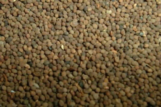 菟丝子（中药）