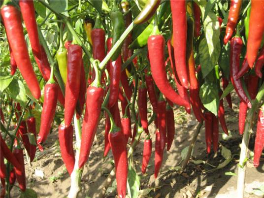 开鲁红干椒