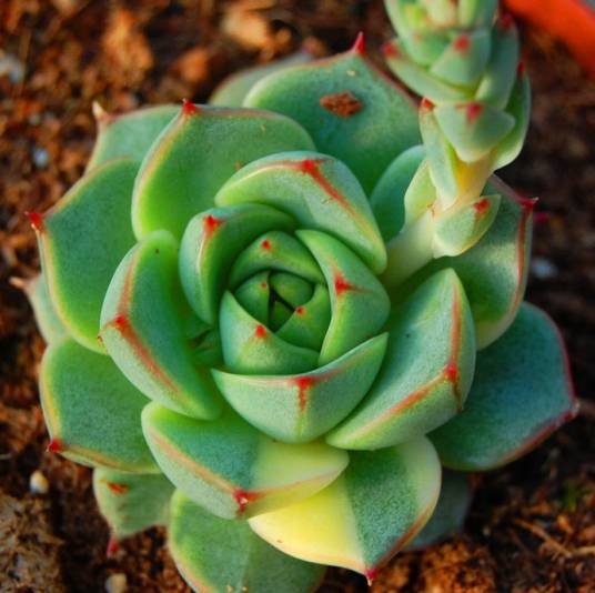 法比奥拉（多肉植物名）