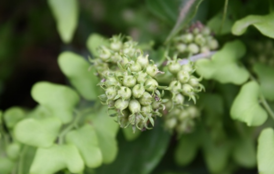 牛白藤（中药名）