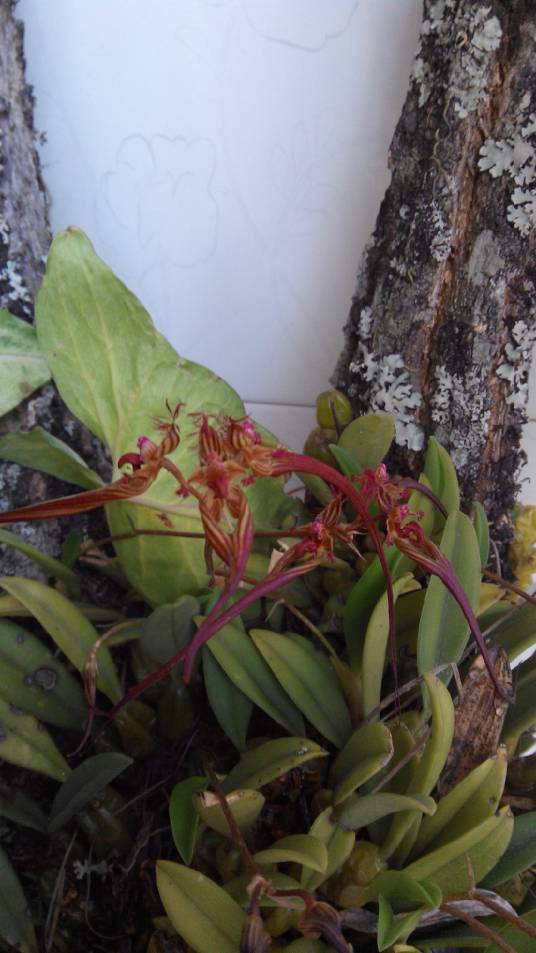 石枣（中药材）