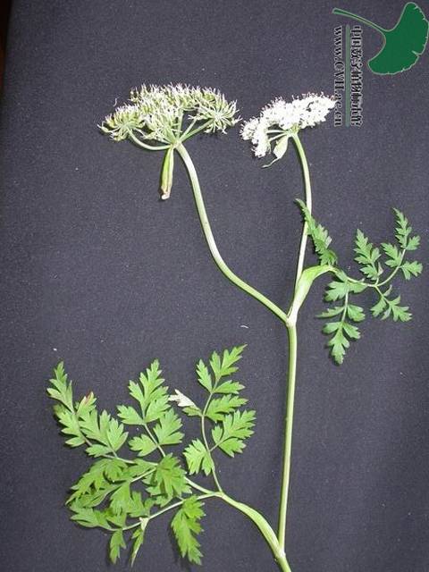 川防风（中药药材）