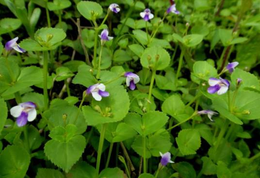母草（母草科母草属植物）