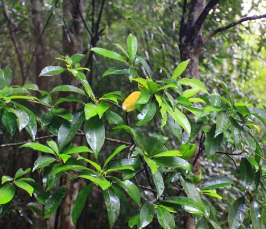 紫荆木（山榄科紫荆木属植物）