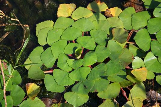 刺菱（植物物种）