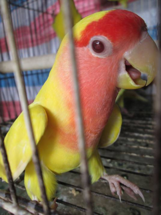 日本黄桃脸牡丹鹦鹉