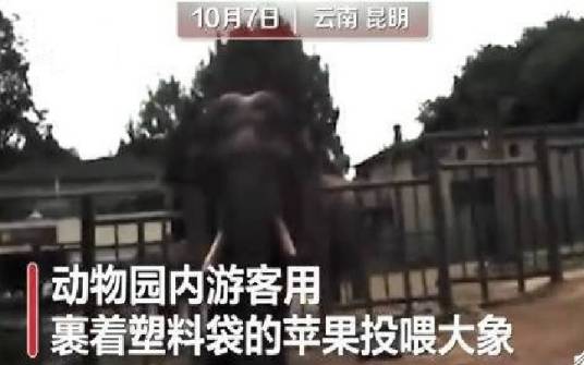 10·7裹塑料袋苹果投喂大象事件