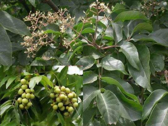 无患子皮（植物）