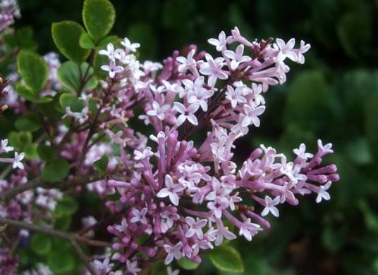 蓝丁香（木犀科丁香属植物）