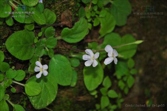 石蝴蝶（苦苣苔科石蝴蝶属植物）