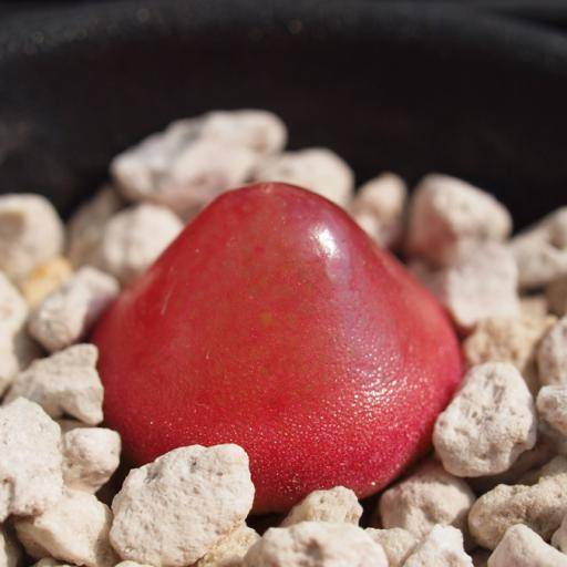 灯泡（番杏科肉锥花属植物）