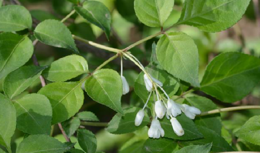 省沽油（省沽油科省沽油属植物）
