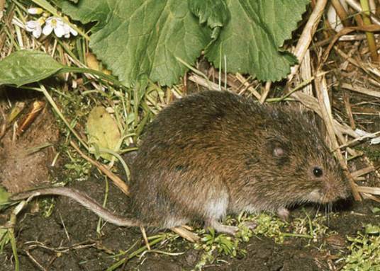 根田鼠乌纳拉斯卡亚种