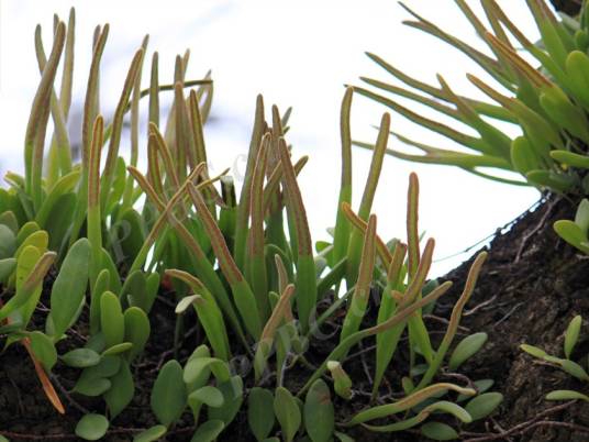 贴生石韦（水龙骨科石韦属植物）