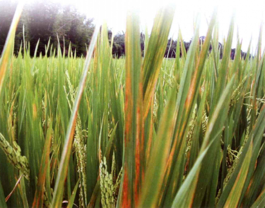 水稻细菌性条斑病