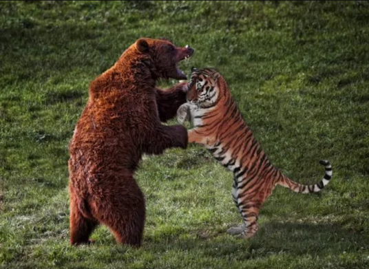 老虎战棕熊