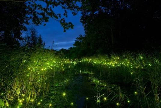 萤火虫公园