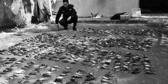 10·3明光女子捕鸟案