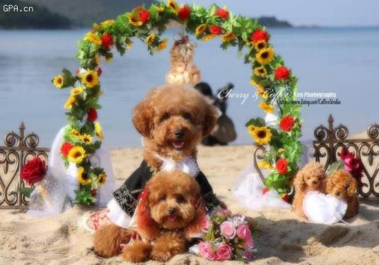 宠物婚礼
