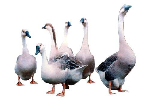 兴国灰鹅（地理标志产品）