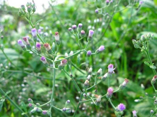 夜香牛（菊科夜香牛属植物）