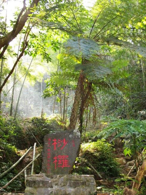 桫椤谷风景区（福建龙岩桫椤谷风景区）