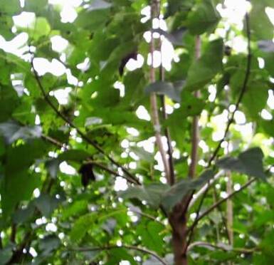 金丝楸（种质资源）