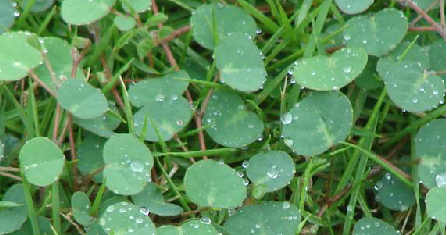 双飞蝴蝶（中药）