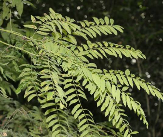 神黄豆（植物）