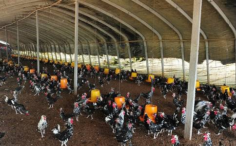 贵妃鸡养殖技术