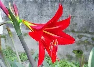 鹤顶红（芍药属牡丹栽培品种）