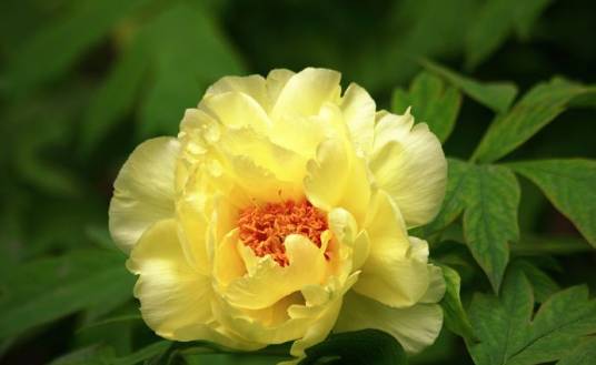 黄牡丹（芍药属植物）