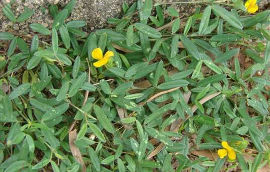 丁癸草（豆科丁癸草属植物）