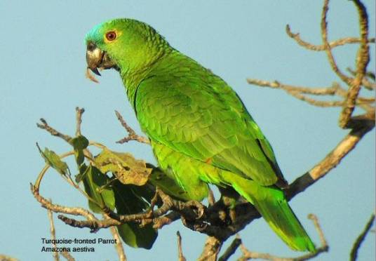 黄翼蓝顶亚马逊鹦鹉