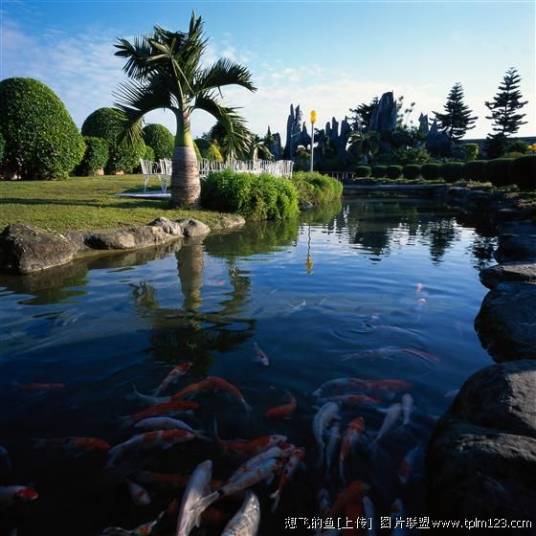 淡水观赏鱼（海洋鱼类生物）